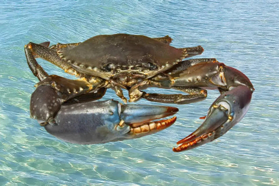 Crabs