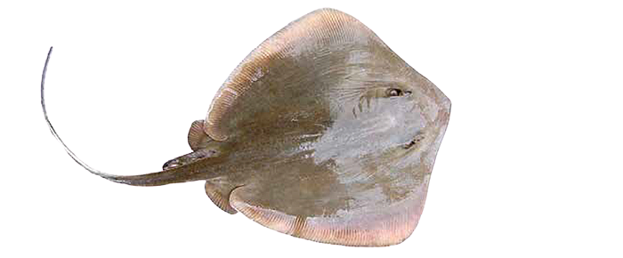 Brown Stingray (Himantura walga)