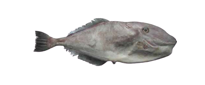 Leather Jacket (Oligoplites saurus)