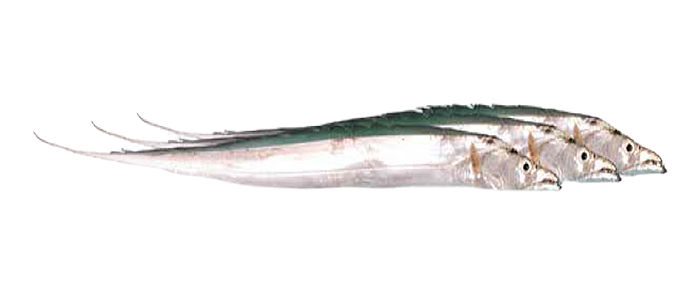 Ribbon Fish (Trichiurus lepturus)