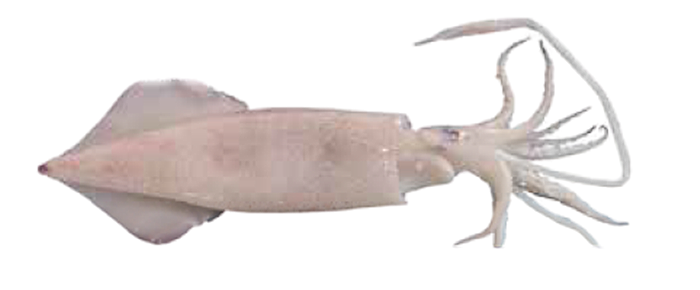 Squid