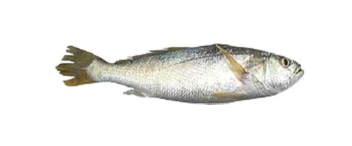 Tiger Tooth Croaker (Otolithes ruber)