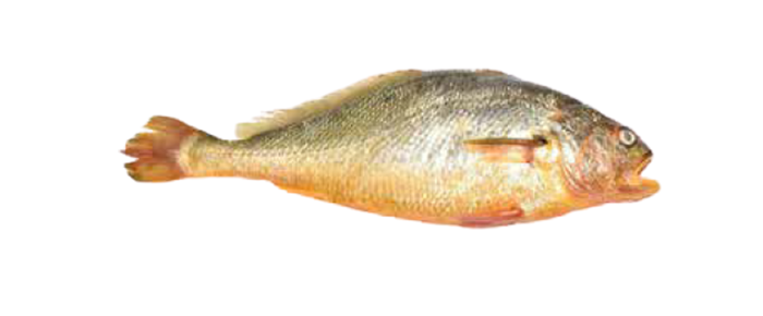 Yellow Croaker (Micropogonias furnieri)
